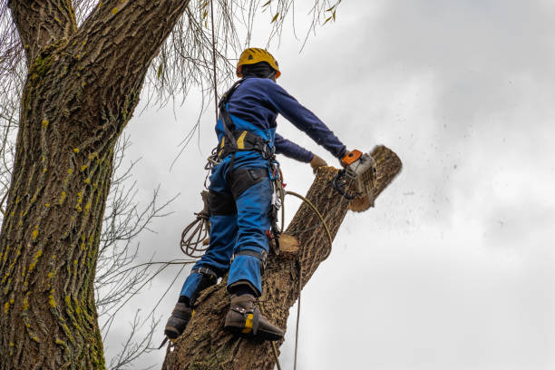 Best Tree Mulching  in Pendleton, IN