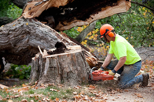 Best Utility Line Clearance  in Pendleton, IN